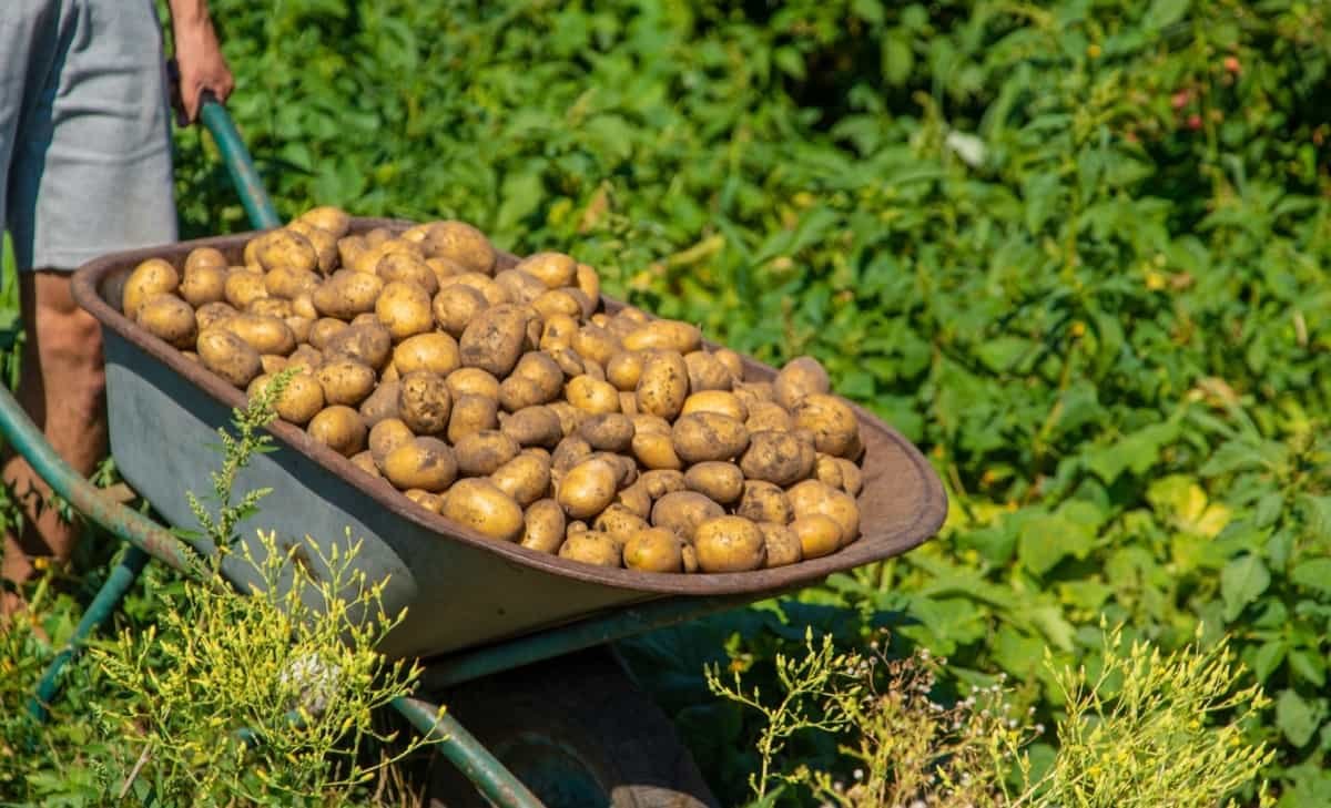 High Yielding Potato Varieties In India1