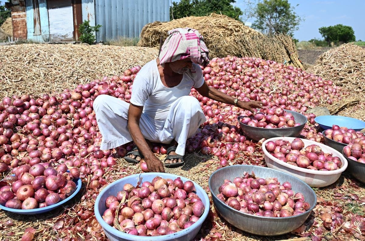 ONION FARMER AGRICULTURE DROUGHT ECONOMIC DISTRESS NASHIK 10